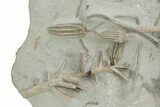 Spectacular Fossil Crinoid Plate - Crawfordsville, Indiana #255133-2